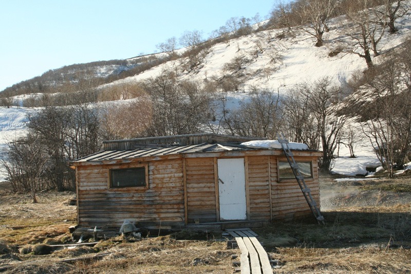 Oroszország, Kamcsatka, barnamedve