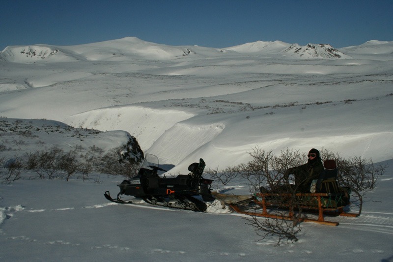 Oroszország, Kamcsatka, barnamedve