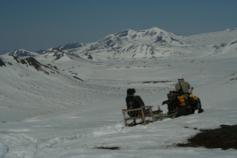 Oroszország, Kamcsatka, barnamedve