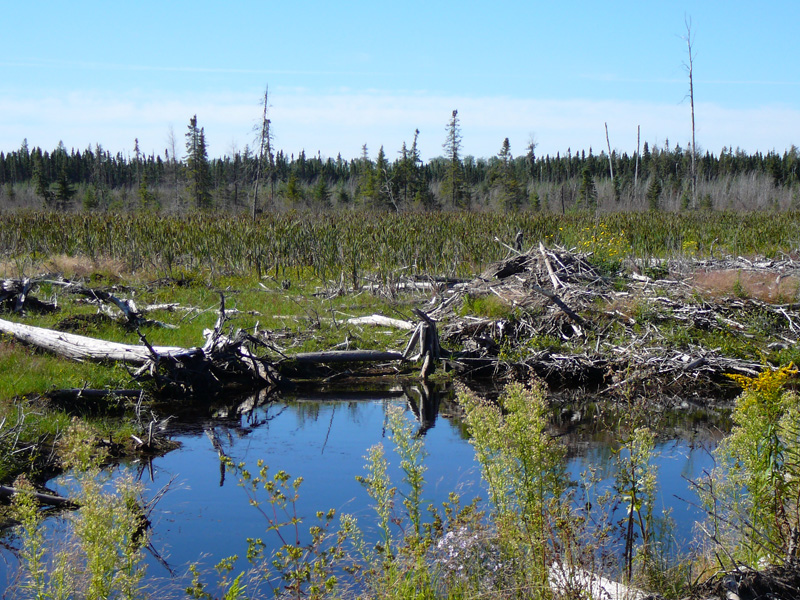 Kanada, British-Columbia, vadászat