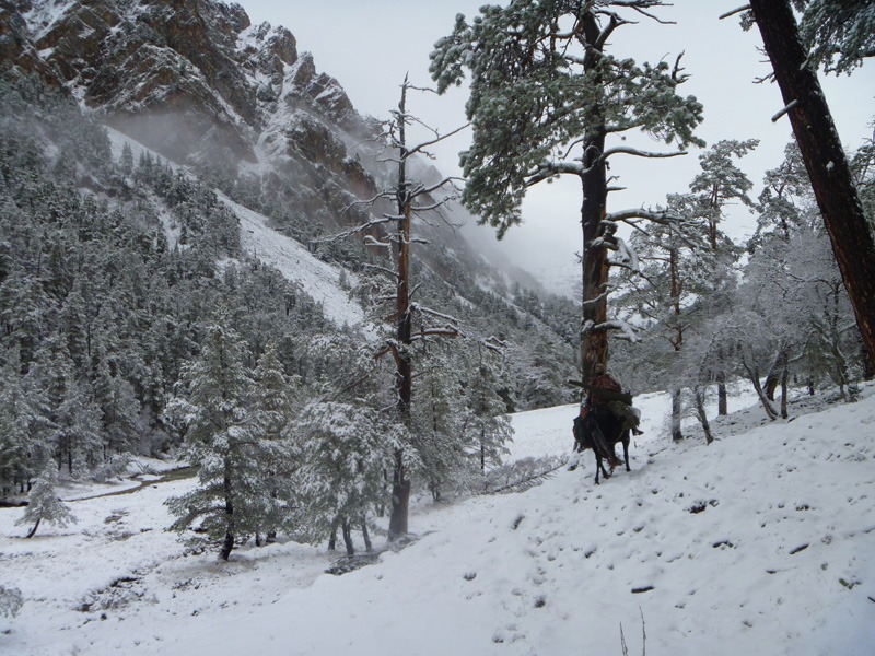 Oroszország, túr vadászat