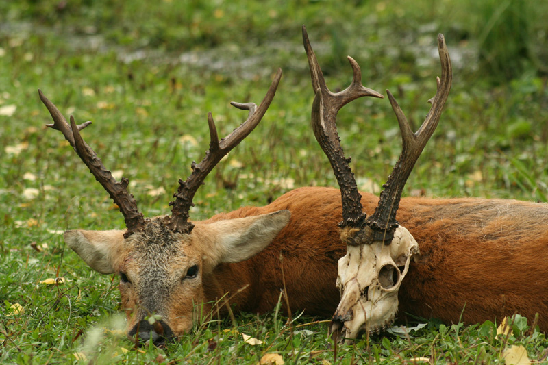 Oroszország, Szibériai őzbak, vadászat