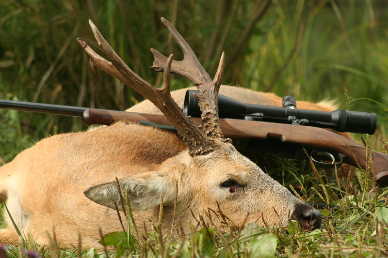 Oroszország, Szibériai őzbak, vadászat
