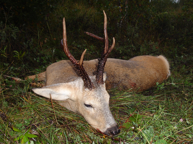 Oroszország, Szibériai őzbak, vadászat