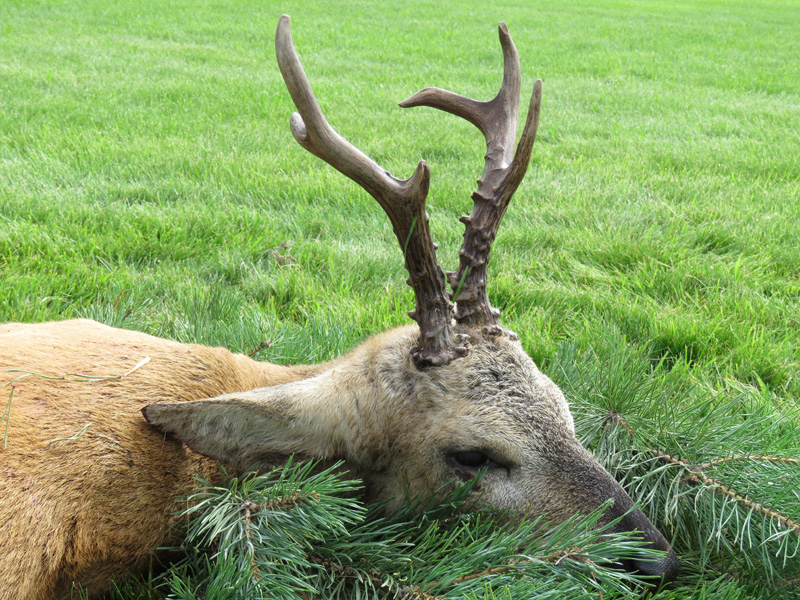 Oroszország, Szibériai őzbak, vadászat