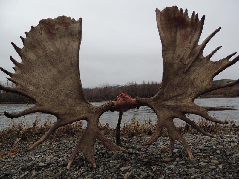 Oroszország, Magadan, jávorszarvas vadászat