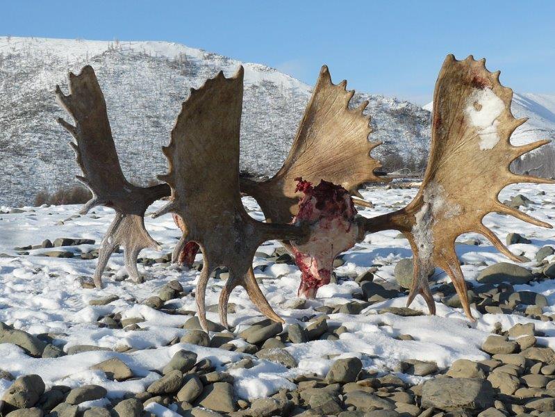 Oroszország, Magadan, jávorszarvas vadászat