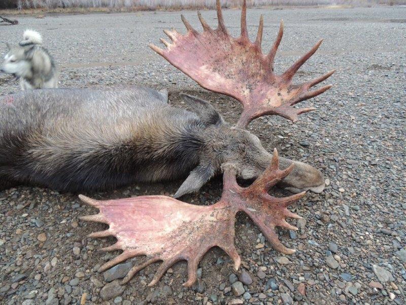 Oroszország, Magadan, jávorszarvas vadászat