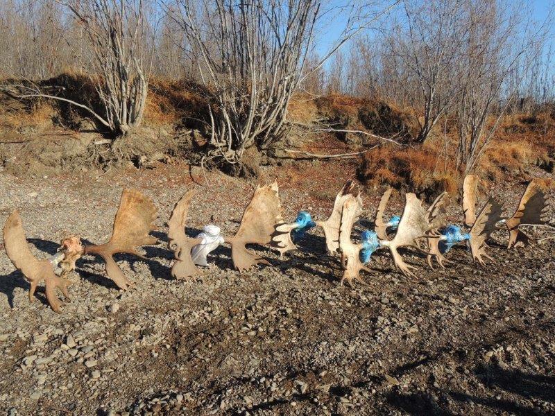 Oroszország, Magadan, jávorszarvas vadászat