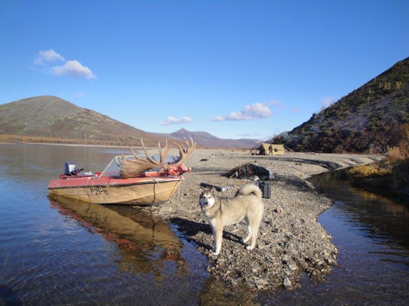 Oroszország, Magadan, jávorszarvas vadászat