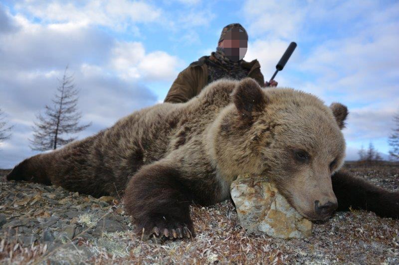 Oroszország, barnamedve, Magadan