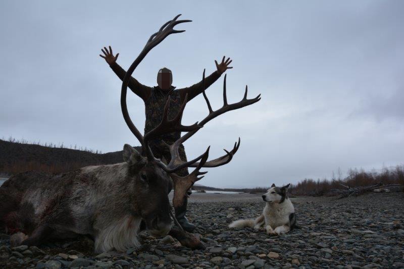 Oroszország, karibu, Magadan