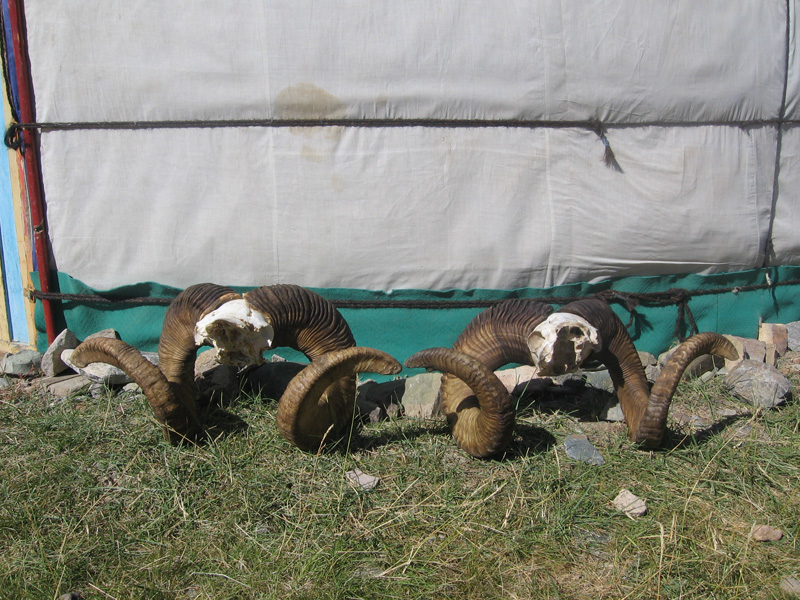 Mongólia Altaj Argali