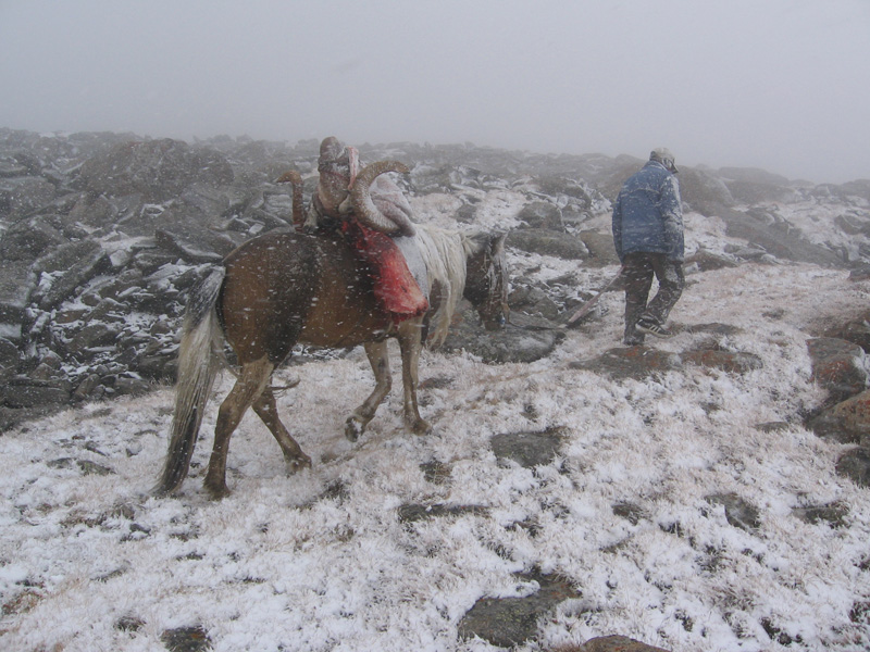 Mongólia Altaj Argali