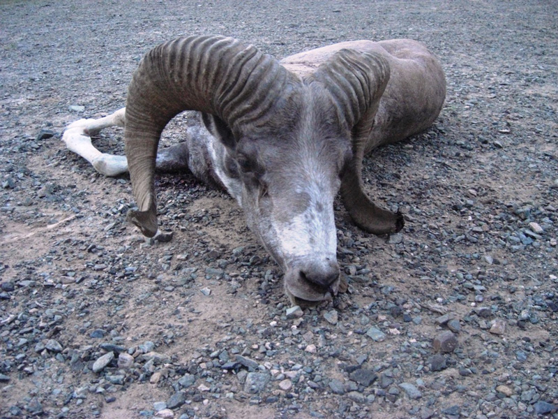 Mongólia góbi Argali