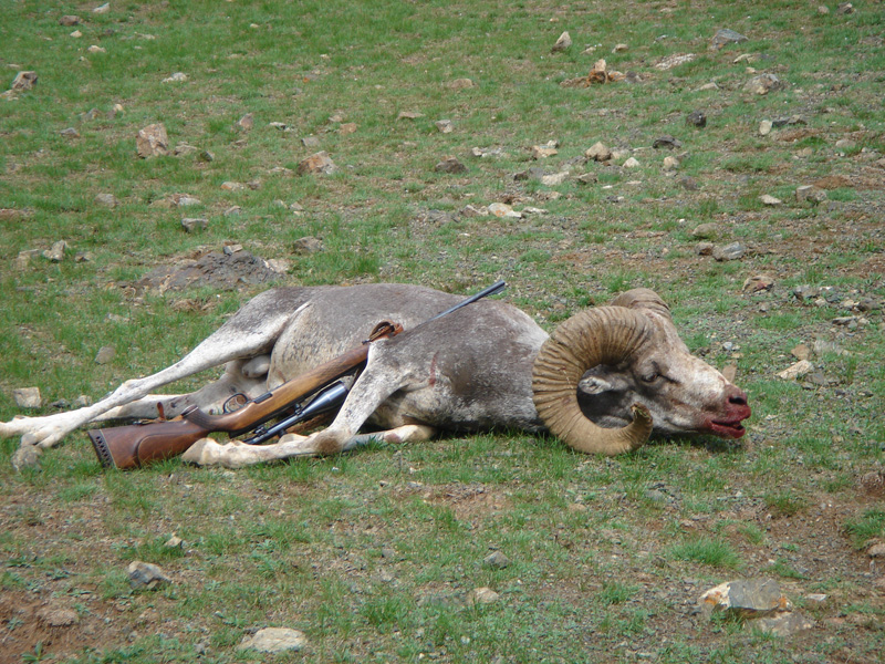 Mongólia góbi Argali