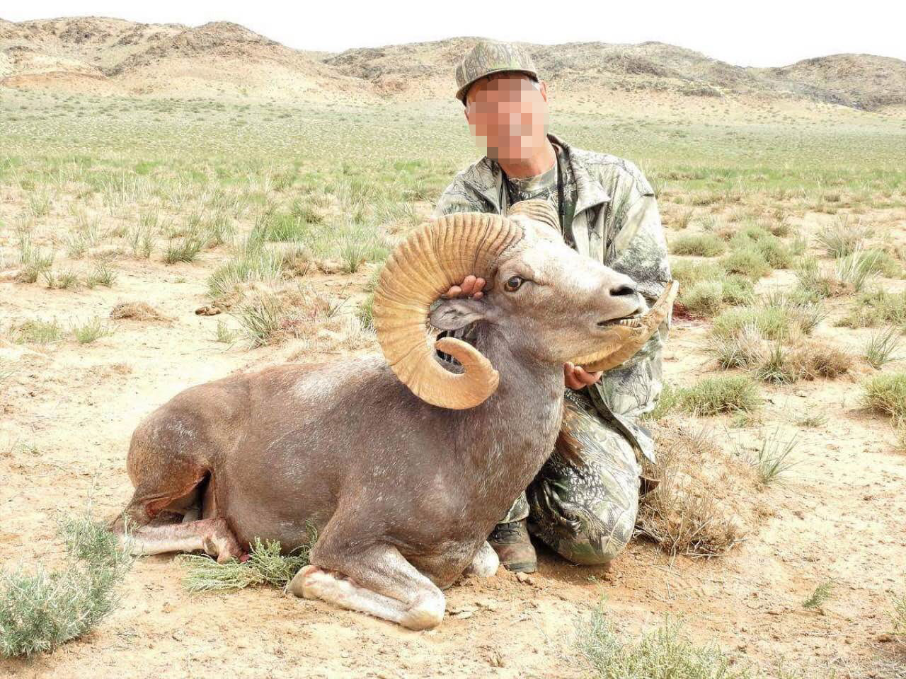Mongólia Góbi Argali