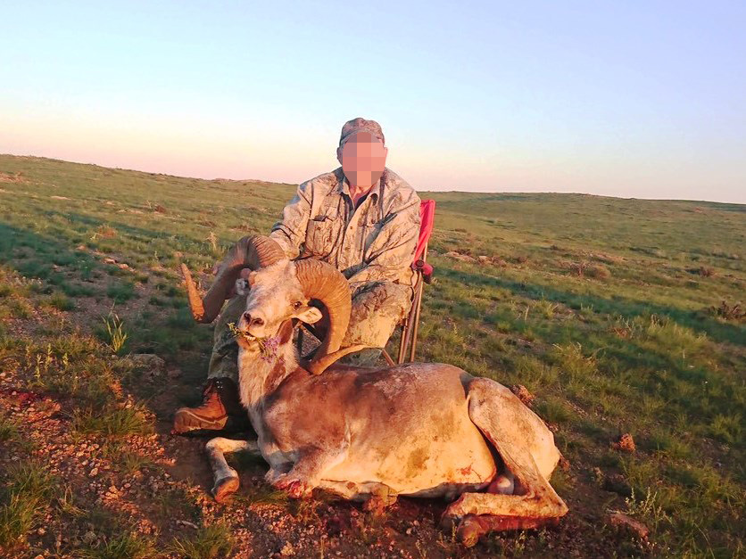 Mongólia Góbi Argali