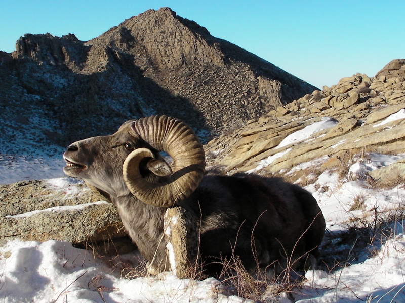 Mongólia Hangai Argali