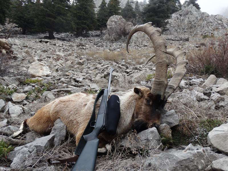 Törökország bezoár vadászat