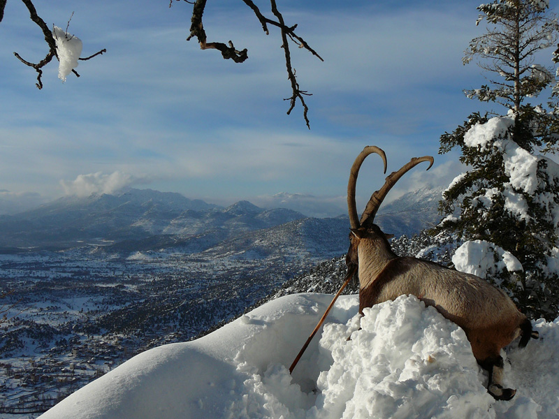 Törökország bezoár vadászat