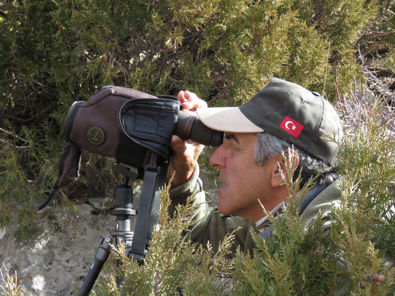 Törökország bezoár vadászat