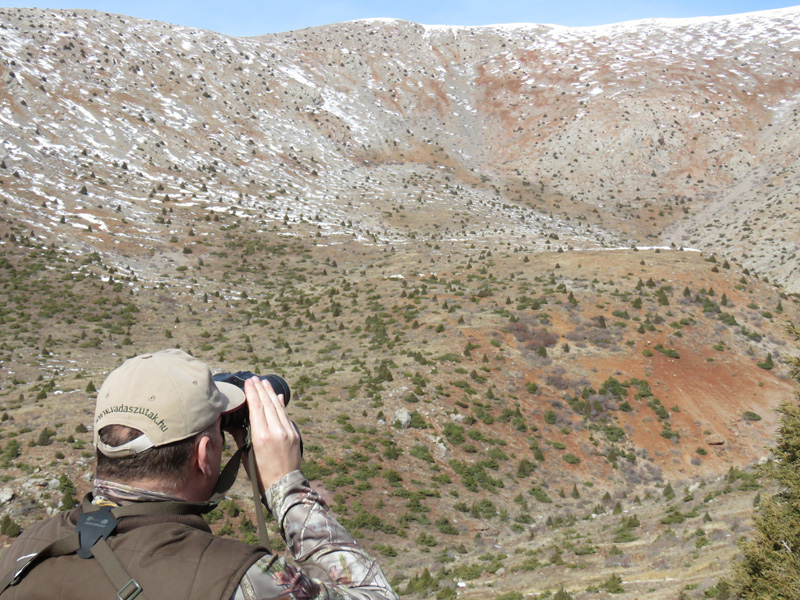 Törökország bezoár vadászat
