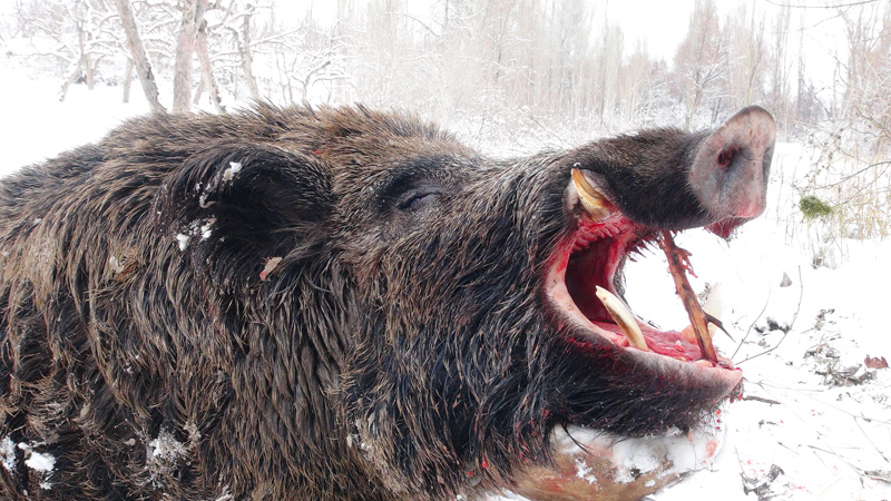 Törökország vaddisznó vadászat