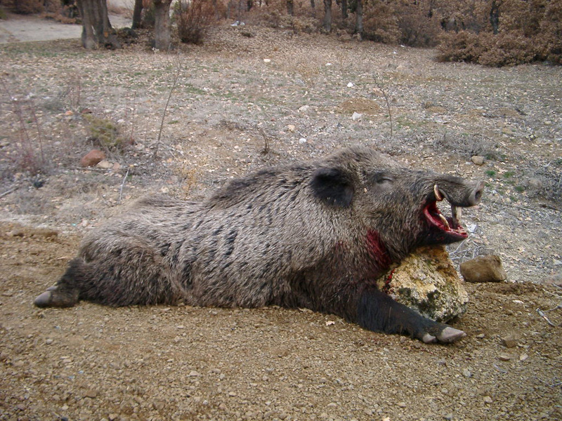 Törökország vaddisznó vadászat