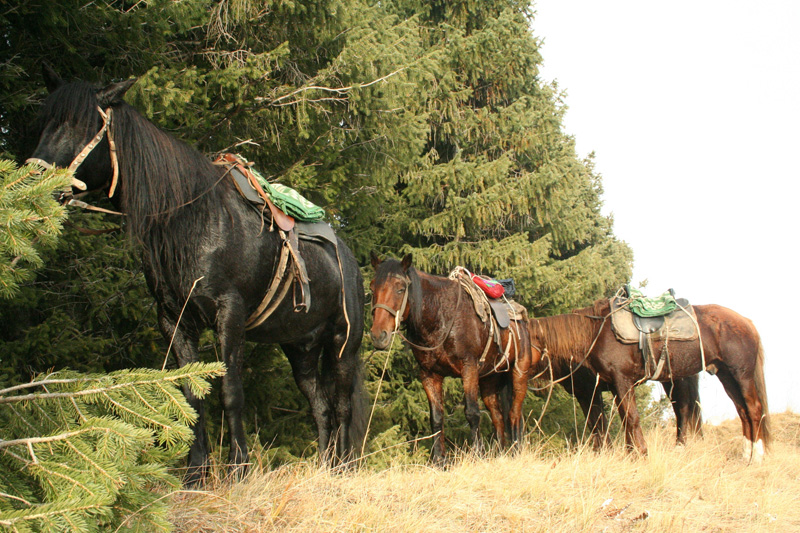 Kazahsztán, maral vadászat