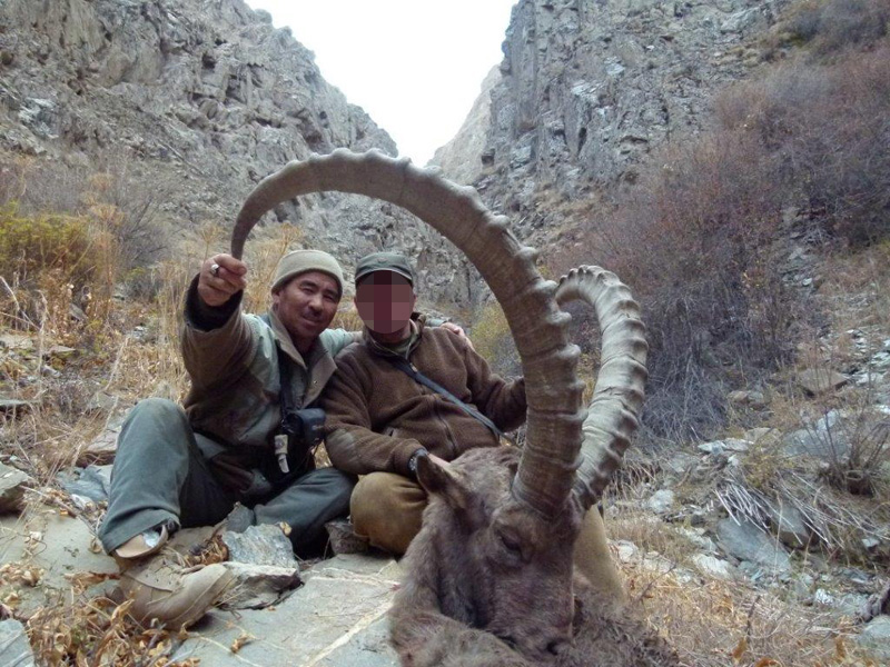 Kirgizisztán Kőszáli kecske