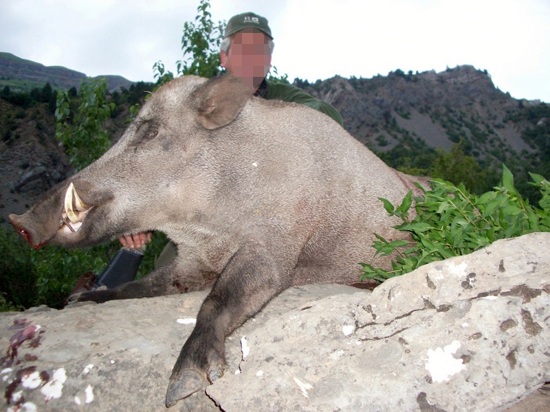 Tádzsikisztán, vaddisznó, vadkan vadászat