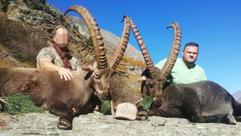 Alpesi kőszáli kecske, Svájc