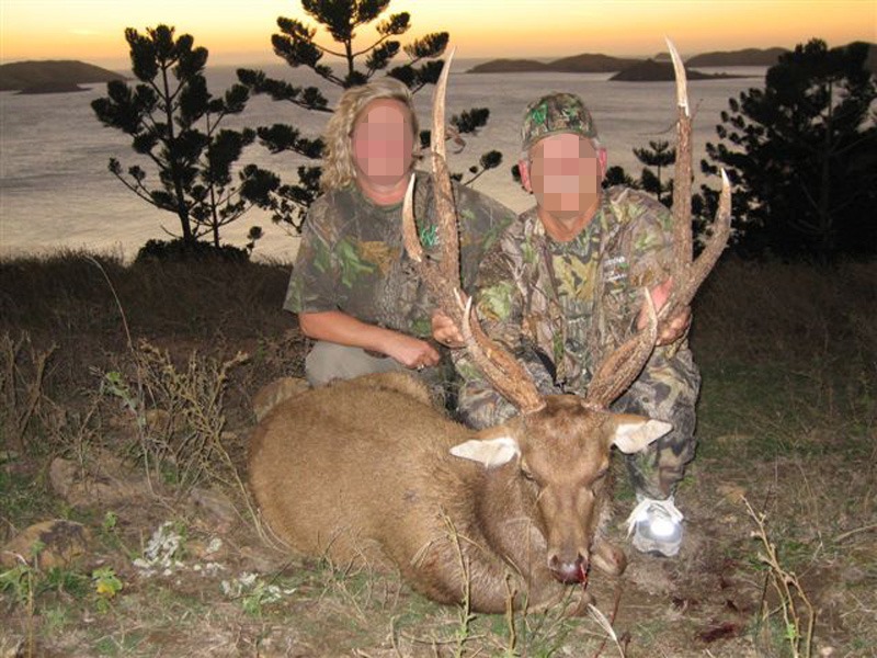 jávai ruza szarvas Ausztrália