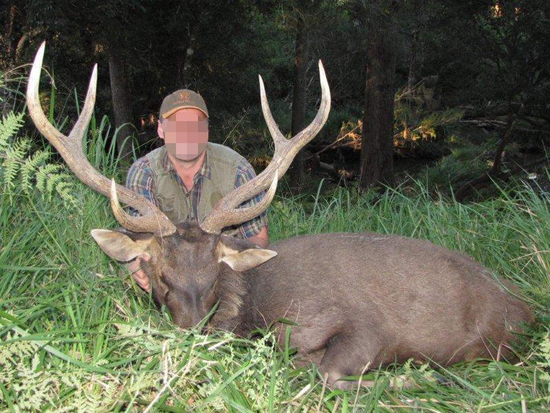 szambár szarvas Ausztrália