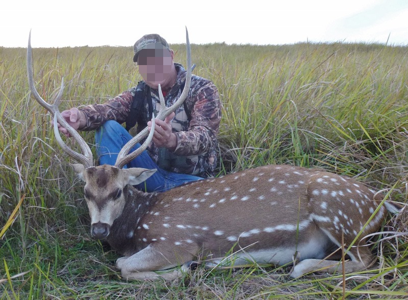 Axis szarvas Ausztrália