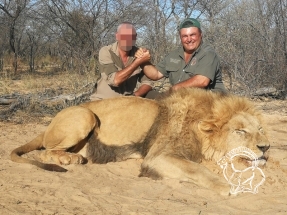Dél-Afrika oroszlán
