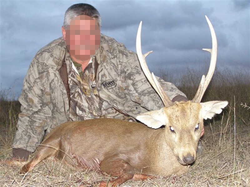 disznó szarvas Ausztrália