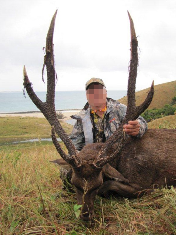 jávai ruza szarvas Ausztrália