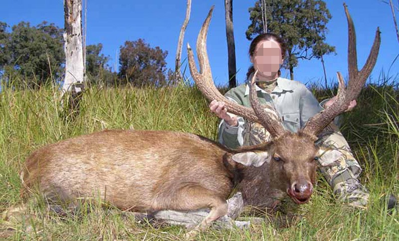 jávai ruza szarvas Ausztrália