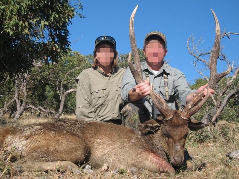 jávai ruza szarvas Ausztrália