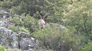 Gredos kőszáli kecske vadászat, Spanyolország vadászat