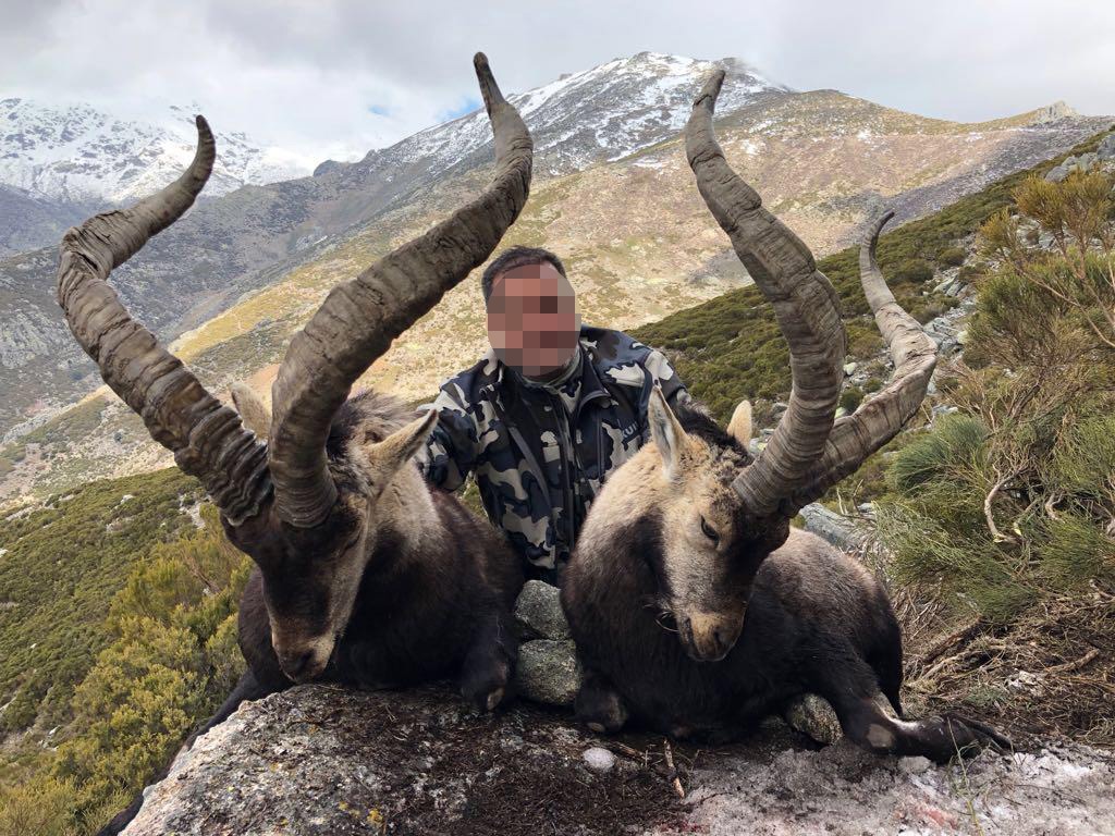 Gredos kőszáli kecske