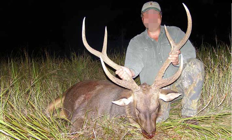 szambár szarvas Ausztrália