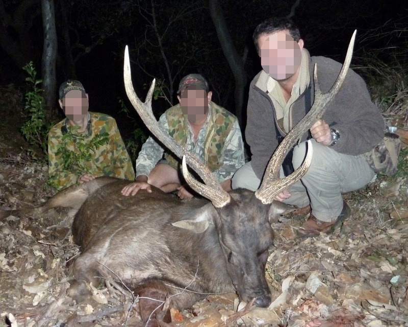 szambár szarvas Ausztrália