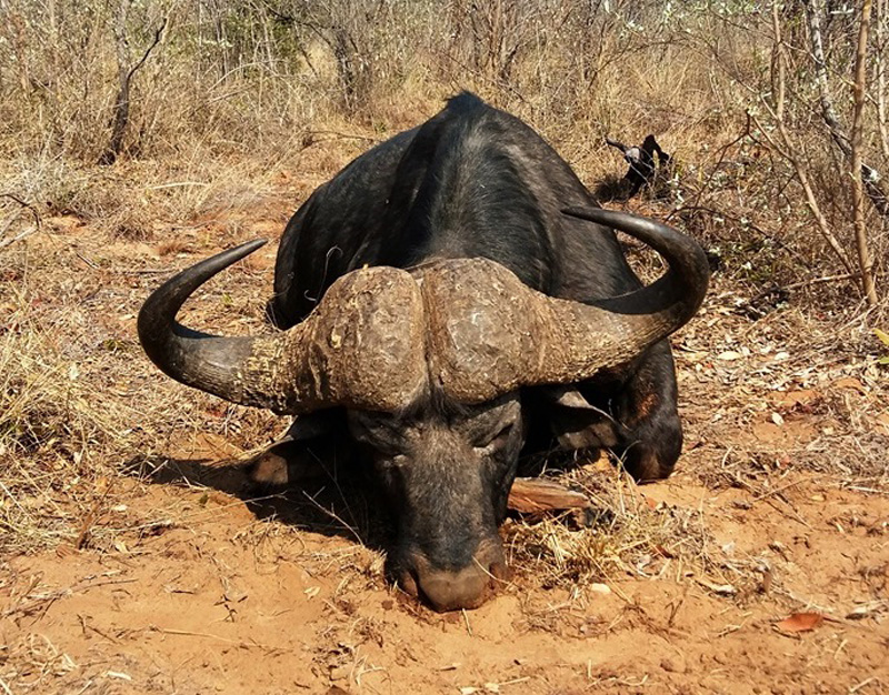 kafferbivaly vadászat Zimbabwében