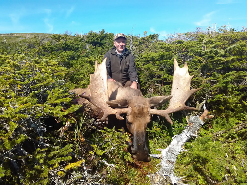 Jávorszarvas vadászat, Új-Fundland