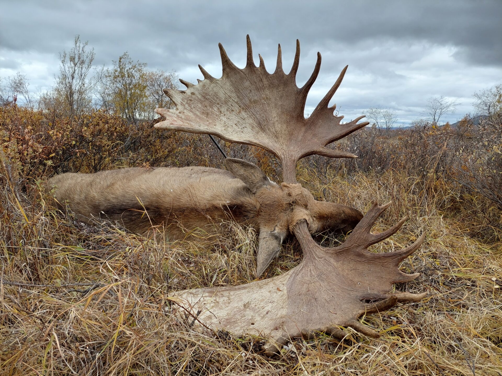 Jávorszarvas vadászat