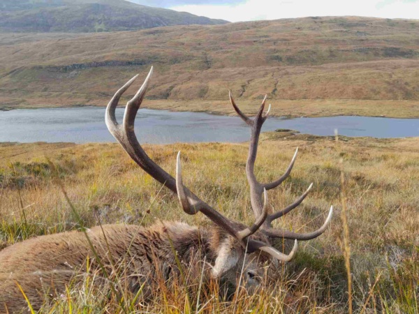 Gímszarvas vadászat Skóciában