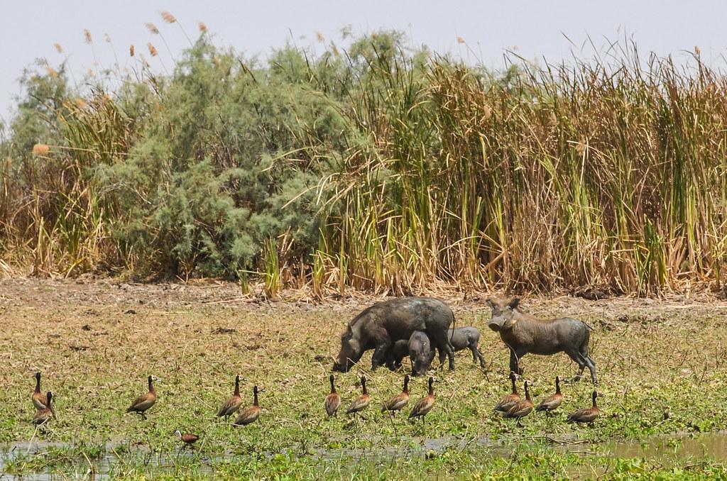 Mauritánia vadászat